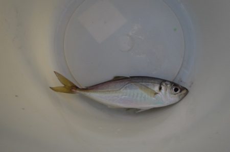 オリジナルメーカー海づり公園(市原市海づり施設) 釣果