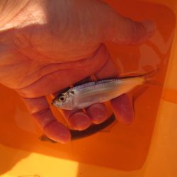 オリジナルメーカー海づり公園(市原市海づり施設) 釣果