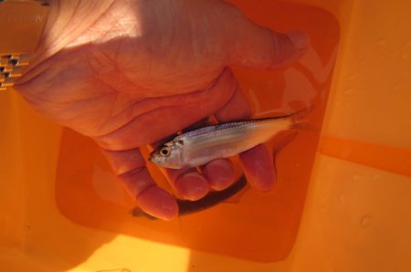 オリジナルメーカー海づり公園(市原市海づり施設) 釣果