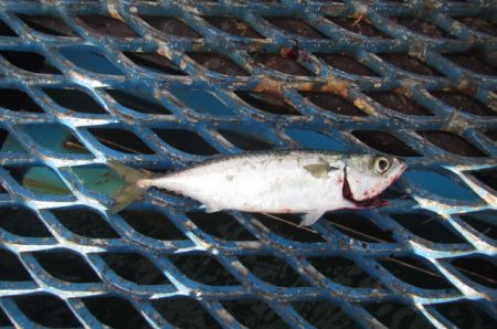 オリジナルメーカー海づり公園(市原市海づり施設) 釣果