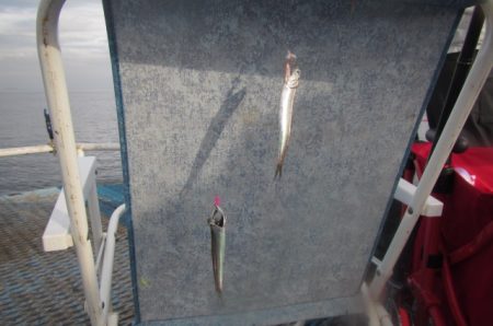 オリジナルメーカー海づり公園(市原市海づり施設) 釣果