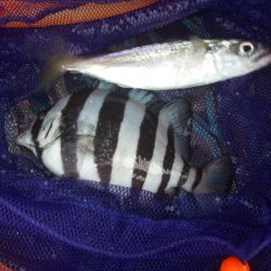 オリジナルメーカー海づり公園(市原市海づり施設) 釣果