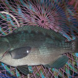 オリジナルメーカー海づり公園(市原市海づり施設) 釣果