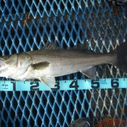オリジナルメーカー海づり公園(市原市海づり施設) 釣果