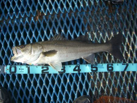 オリジナルメーカー海づり公園(市原市海づり…