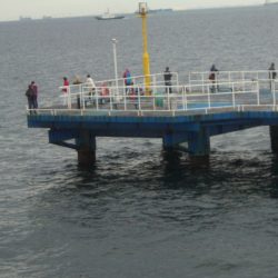 オリジナルメーカー海づり公園(市原市海づり施設) 釣果