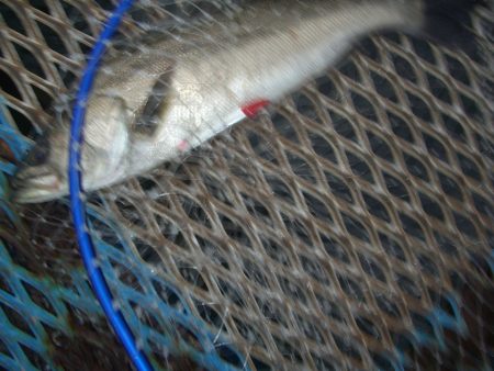 オリジナルメーカー海づり公園(市原市海づり…