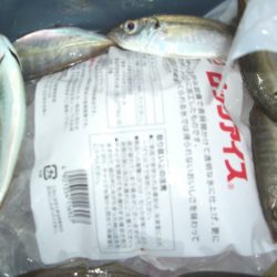 オリジナルメーカー海づり公園(市原市海づり施設) 釣果