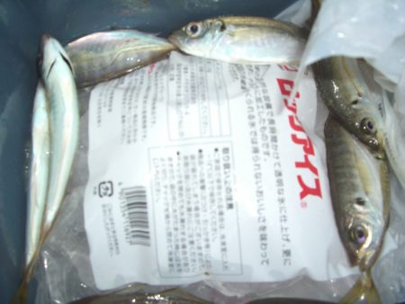 オリジナルメーカー海づり公園(市原市海づり施設) 釣果