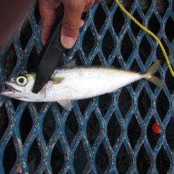 オリジナルメーカー海づり公園(市原市海づり施設) 釣果