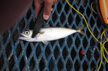 オリジナルメーカー海づり公園(市原市海づり施設) 釣果