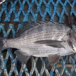 オリジナルメーカー海づり公園(市原市海づり施設) 釣果