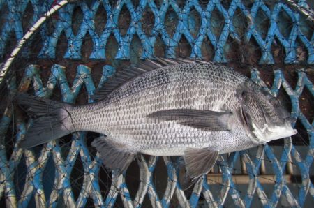 オリジナルメーカー海づり公園(市原市海づり施設) 釣果