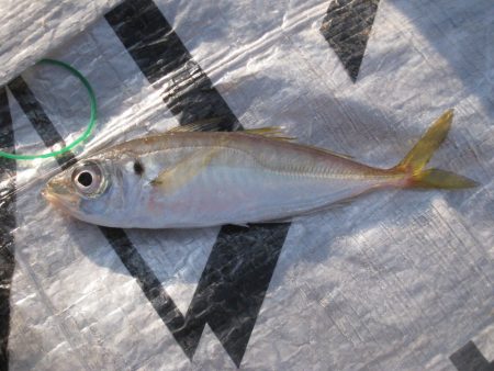 オリジナルメーカー海づり公園(市原市海づり…