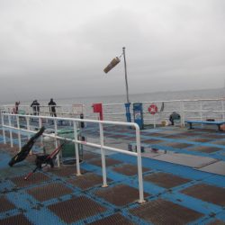 オリジナルメーカー海づり公園(市原市海づり施設) 釣果