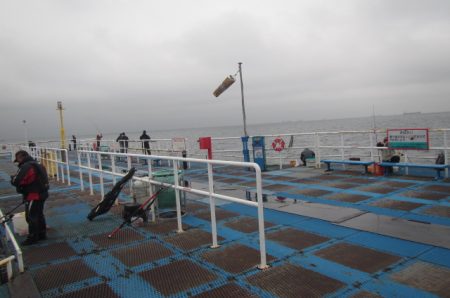 オリジナルメーカー海づり公園(市原市海づり施設) 釣果