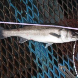 オリジナルメーカー海づり公園(市原市海づり施設) 釣果