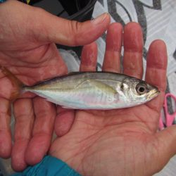 オリジナルメーカー海づり公園(市原市海づり施設) 釣果