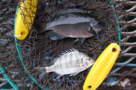 オリジナルメーカー海づり公園(市原市海づり施設) 釣果