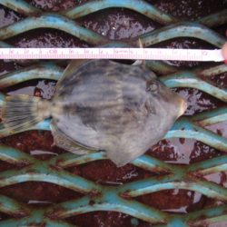 オリジナルメーカー海づり公園(市原市海づり施設) 釣果