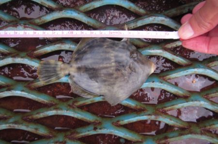 オリジナルメーカー海づり公園(市原市海づり施設) 釣果