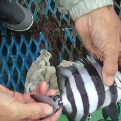 オリジナルメーカー海づり公園(市原市海づり施設) 釣果