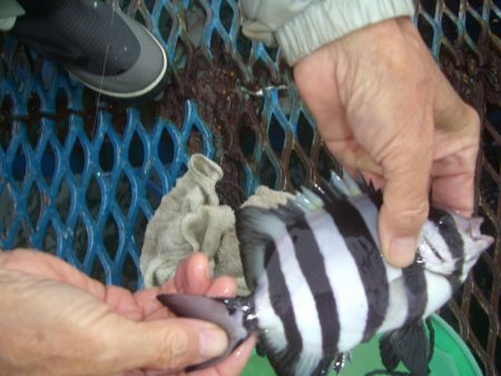 オリジナルメーカー海づり公園(市原市海づり施設) 釣果