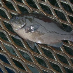 オリジナルメーカー海づり公園(市原市海づり施設) 釣果