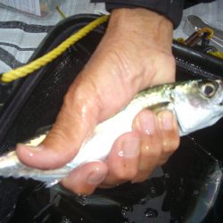 オリジナルメーカー海づり公園(市原市海づり施設) 釣果