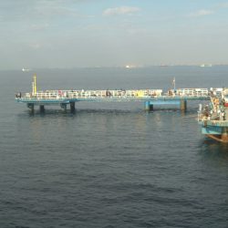 オリジナルメーカー海づり公園(市原市海づり施設) 釣果