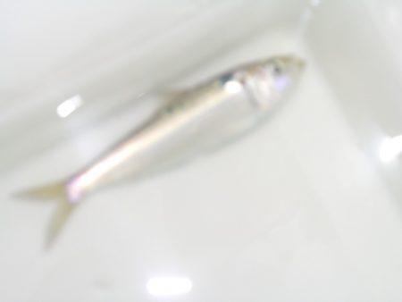 オリジナルメーカー海づり公園(市原市海づり施設) 釣果