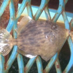 オリジナルメーカー海づり公園(市原市海づり施設) 釣果