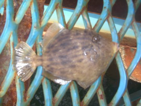 オリジナルメーカー海づり公園(市原市海づり施設) 釣果