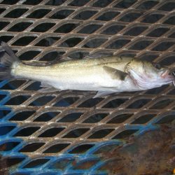 オリジナルメーカー海づり公園(市原市海づり施設) 釣果