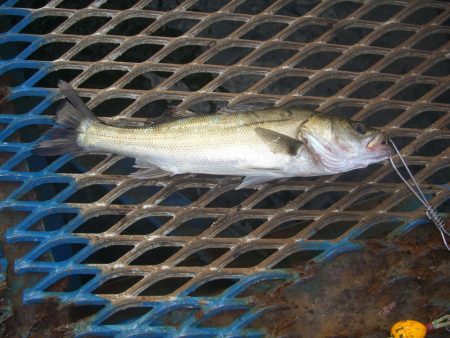 オリジナルメーカー海づり公園(市原市海づり施設) 釣果