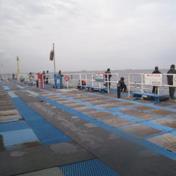 オリジナルメーカー海づり公園(市原市海づり施設) 釣果