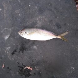 オリジナルメーカー海づり公園(市原市海づり施設) 釣果