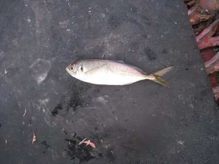 オリジナルメーカー海づり公園(市原市海づり…