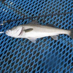 オリジナルメーカー海づり公園(市原市海づり施設) 釣果