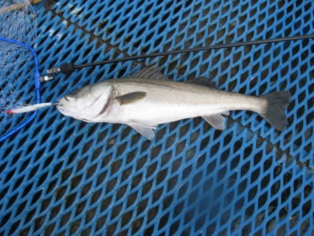 オリジナルメーカー海づり公園(市原市海づり施設) 釣果