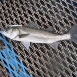 オリジナルメーカー海づり公園(市原市海づり施設) 釣果