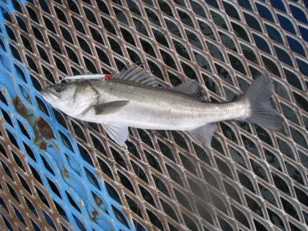 オリジナルメーカー海づり公園(市原市海づり施設) 釣果