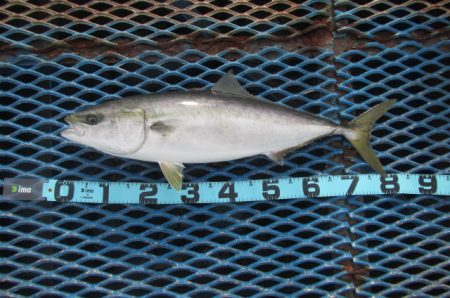 オリジナルメーカー海づり公園(市原市海づり施設) 釣果