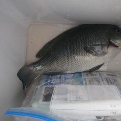 オリジナルメーカー海づり公園(市原市海づり施設) 釣果