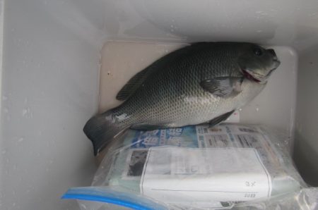 オリジナルメーカー海づり公園(市原市海づり施設) 釣果