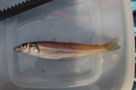 オリジナルメーカー海づり公園(市原市海づり施設) 釣果