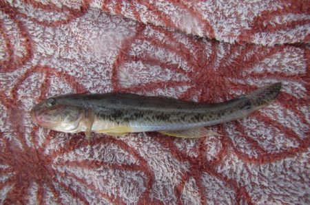 オリジナルメーカー海づり公園(市原市海づり施設) 釣果