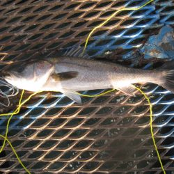 オリジナルメーカー海づり公園(市原市海づり施設) 釣果