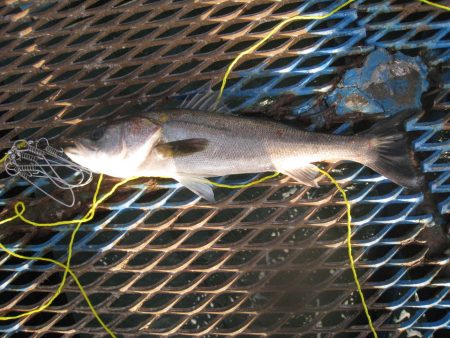 オリジナルメーカー海づり公園(市原市海づり施設) 釣果