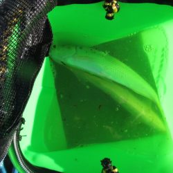 オリジナルメーカー海づり公園(市原市海づり施設) 釣果